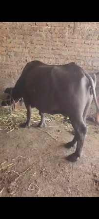 ભેંસ વેચવાની છે