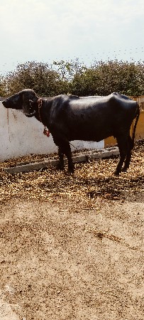 थंबनेल 2