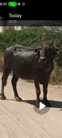 પેલું વેતર ગાભણ