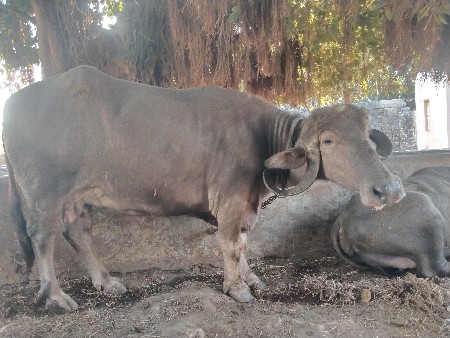 थंबनेल 2