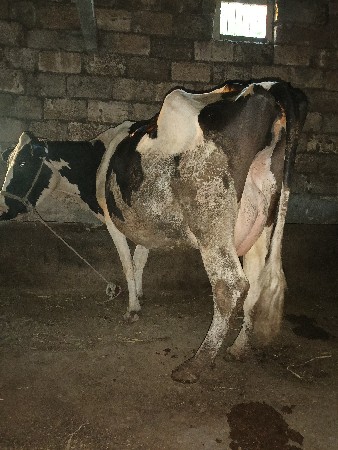 ગાય વેચવાની છે