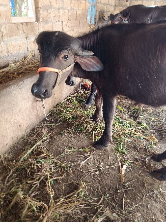 થંબનેલ 2