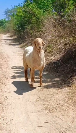વેચવાનું છે ઘેટો
