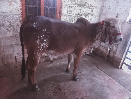 थंबनेल 2