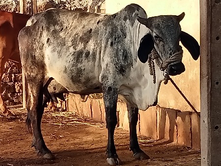 ગાય વેચવાની છે