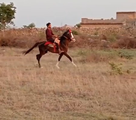 ઘોડો વેચવાનો સે
