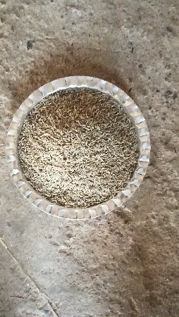 ઓગ્રોનીક જીરુ વેસવાનુછે