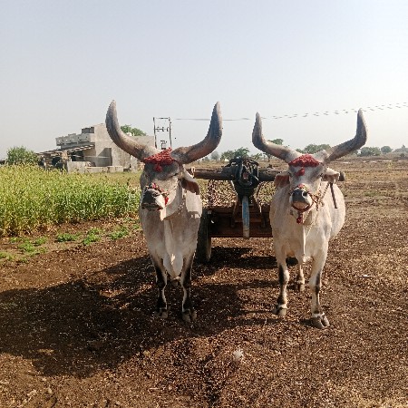 બળદ વેચવાના છે