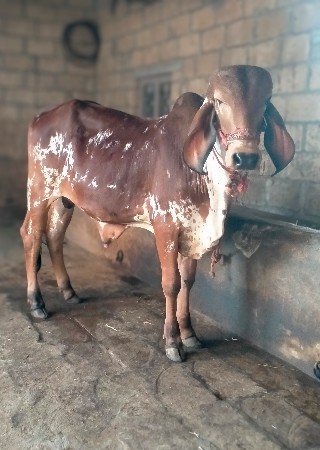 ગીર ખુટ વેચવાનો છે