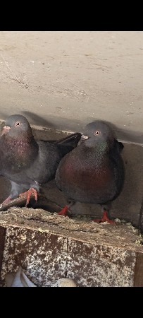 थंबनेल 3