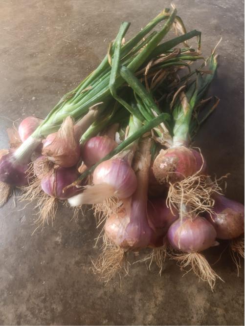 રોપલી ડુંગળી વેચવાની છે.🧅