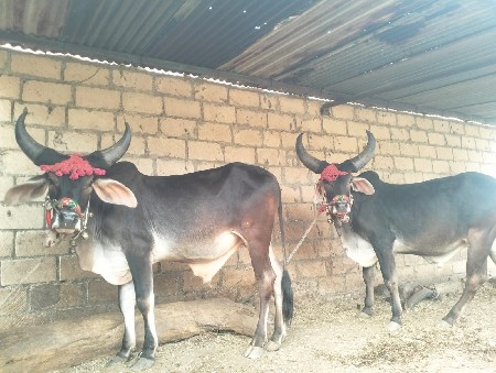 વાસડા વેચવાના છે