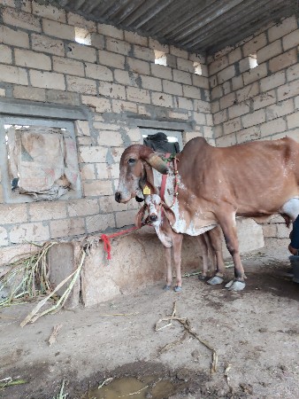 ગીર ગાય વેચવાની છે