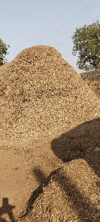 માડવ્વુ વેચવાનું છે