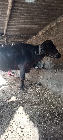 ભેંસ વેચવાની છે