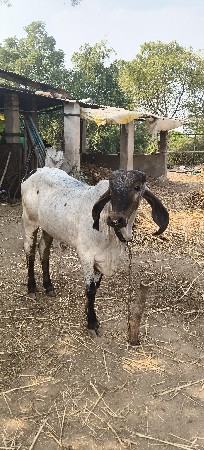 આ ગીર વાછડી ના સાટા કરવા