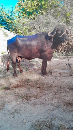 ખડેલી વેસવા ની સે