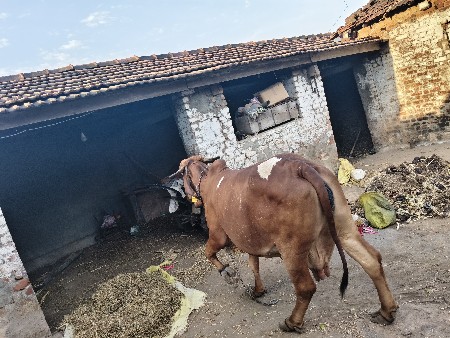 વેસવાનિ સે