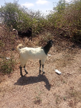 थंबनेल 3