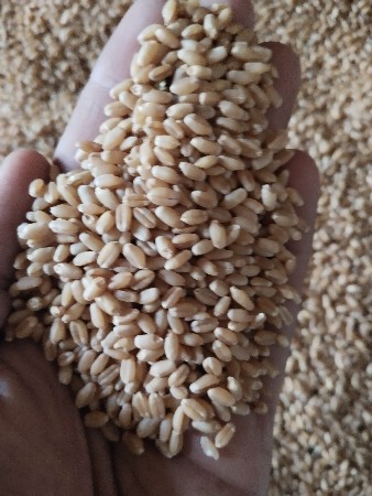 ઘવ અને બાજરો વેચવાનો છે