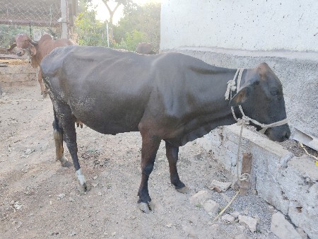 થંબનેલ 3