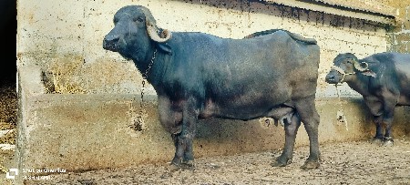 ભેંસ વેચવાની છે