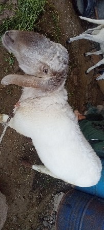 થંબનેલ 3