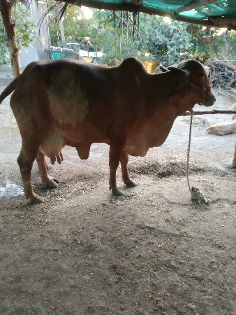 વેચવાની છે