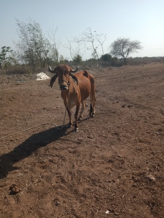 સાતી ગાડામાં ચાલુ