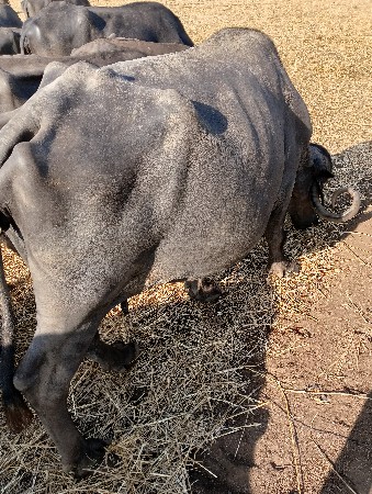 ભેંસ વેચવાની છે