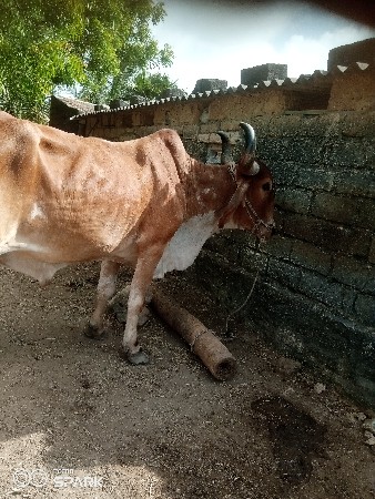 બળદ વેચવાના છે