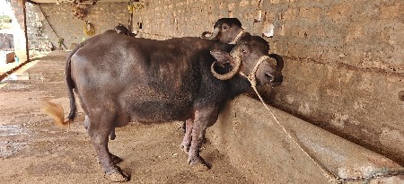 થંબનેલ 2