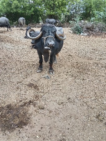 ભેંશ વેચવા ની છે