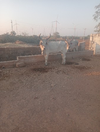 थंबनेल 2