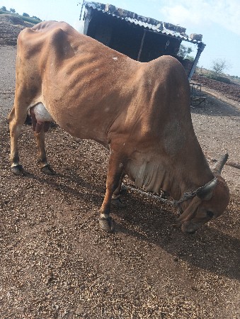 થંબનેલ 3