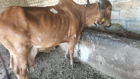 ગીર ગાય વેચવાની છે