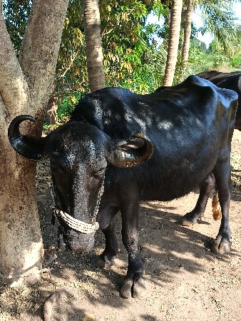 थंबनेल 3