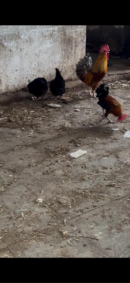 थंबनेल 3