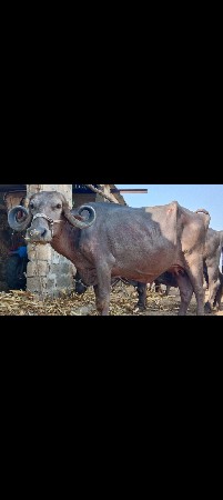 ભેંસ વેચવાની છે