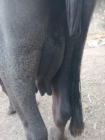 ભેંસ વેચાની છૅ