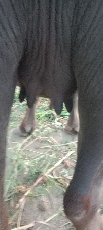 ખડેલી વેચવાની છે