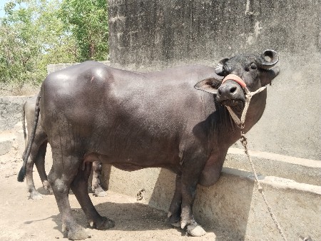 ભેંસ વેચવાની છે