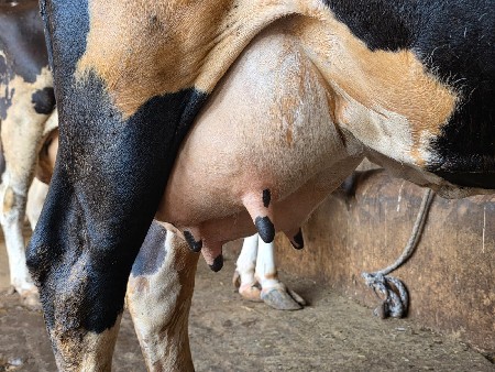 પેલ વેતરી ગાય વેચવાની છે