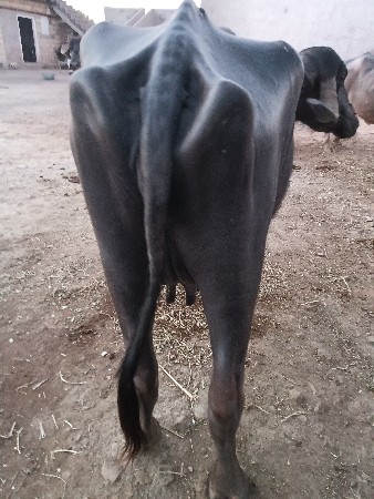 થંબનેલ 2