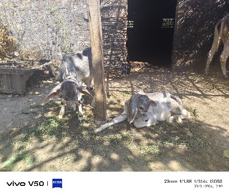 વઢિયારી ગાય