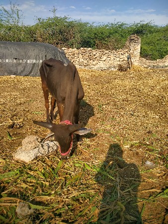 25,000 કિંમત પાણી આપેલા ગોદડા વેચા