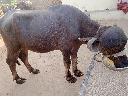 જાફરાબાદી ખડેલી