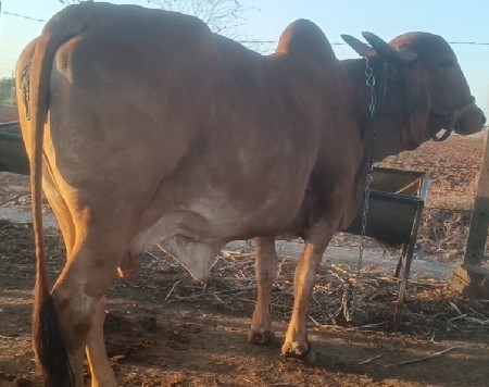 ગાય વેચવાની છે