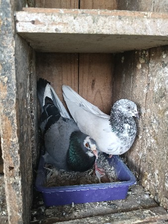 ટેડી નર છે કલસરી માદી છે