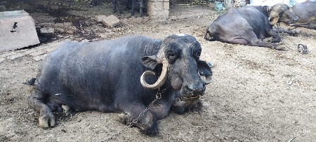 ભેંસ વેચવાની છે.